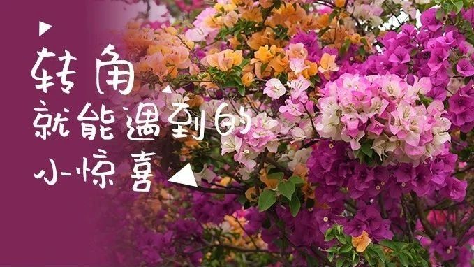 温江三角梅精“彩”绽放，美成这样