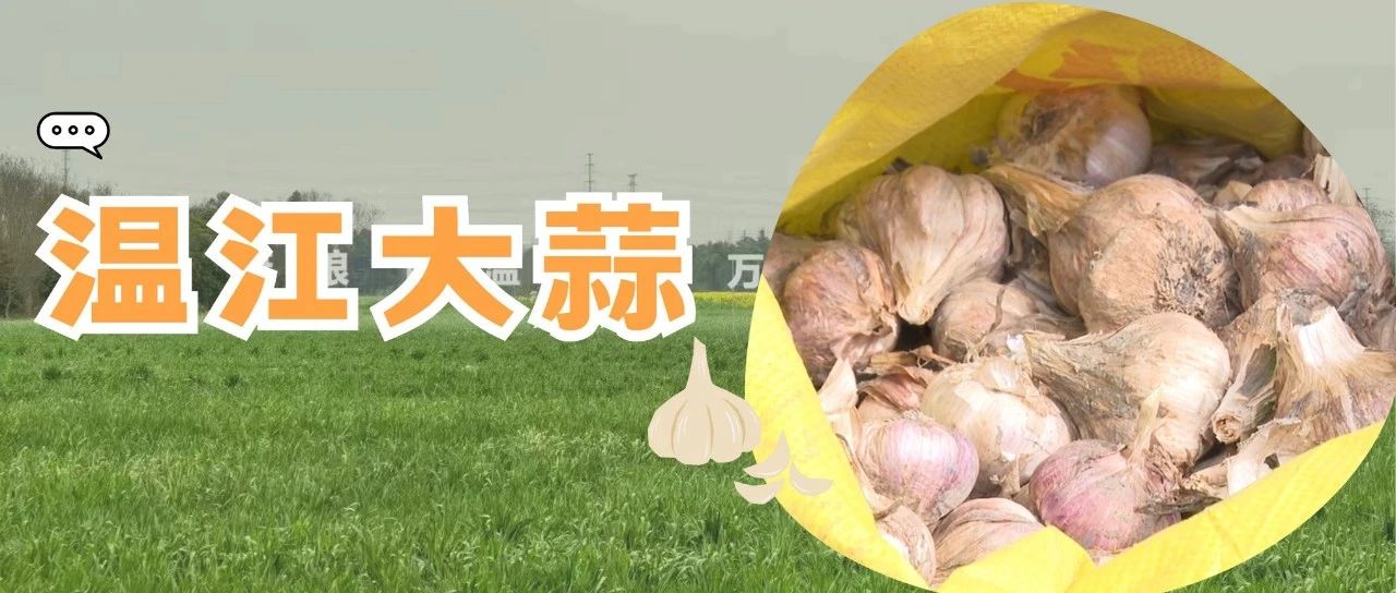 正值大蒜上市季，今年温江的“金蒜盘”这样打~