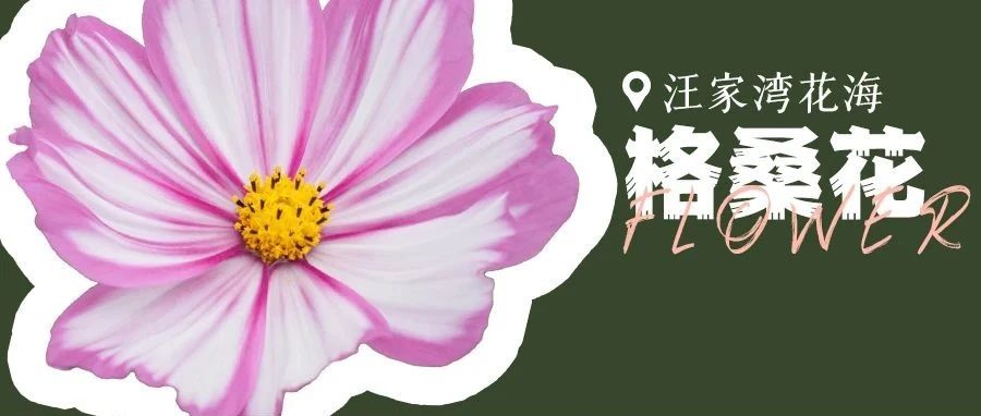 高阶玩法！快来解锁格桑花的九宫格拼图→
