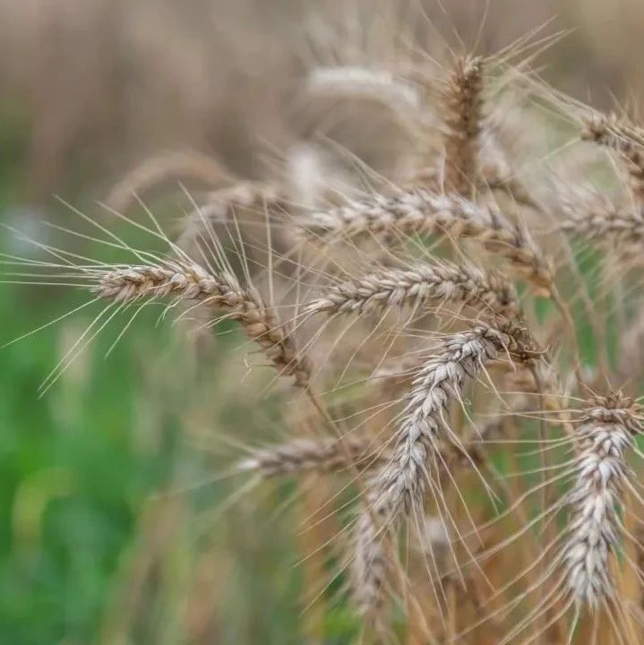 今日芒种，仲夏开始啦~