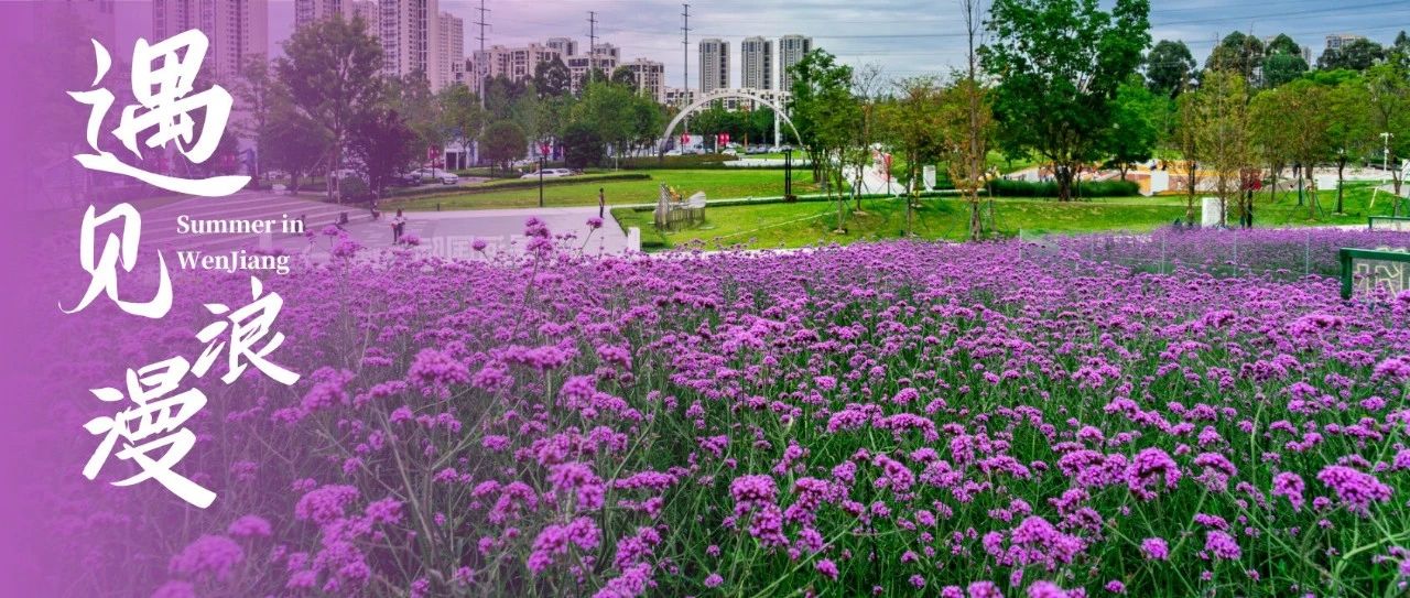 藏不住了！温江这片紫色花海，一定要来打卡~
