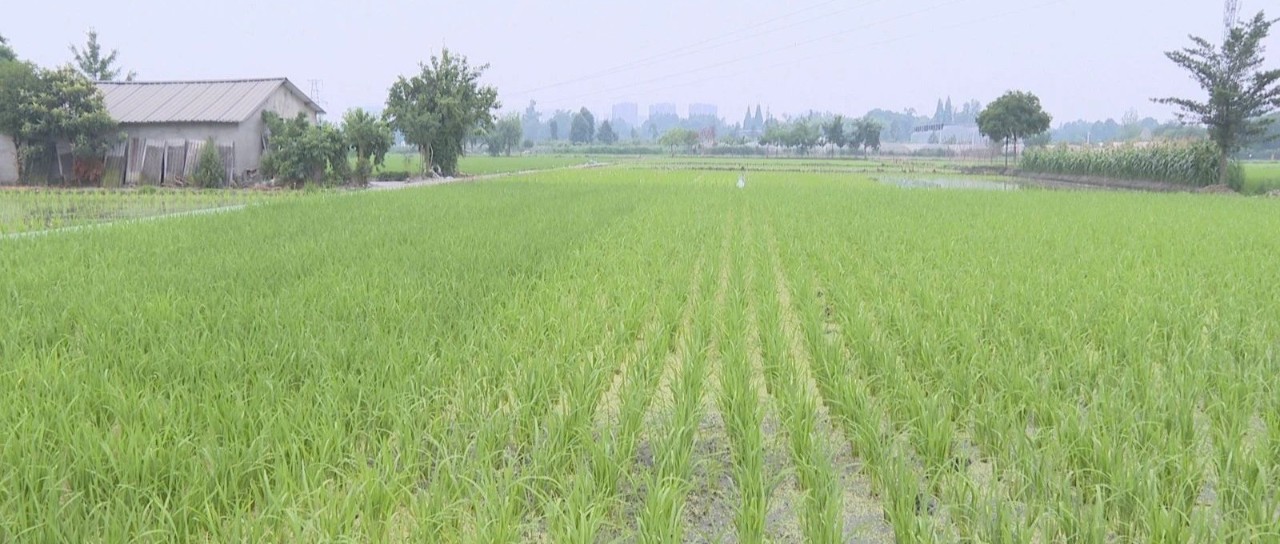 在温江，开启水稻制种“芯”征程！