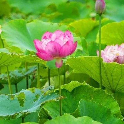今日夏至！与端午节相连，100年才4次