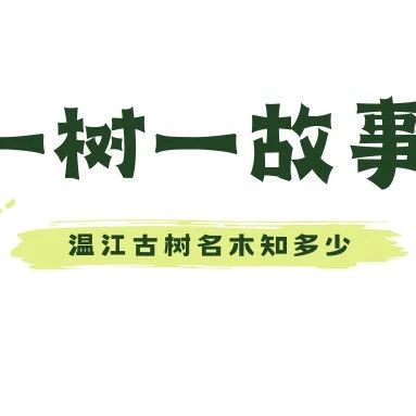 看，好大一棵树！