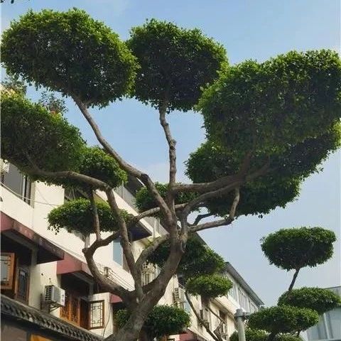 “精神”小树理发啦！场面十分治愈