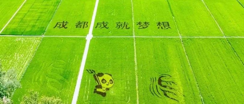 快看！万春和林稻田有“蓉宝”