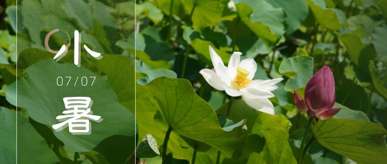 小暑至，盛夏始