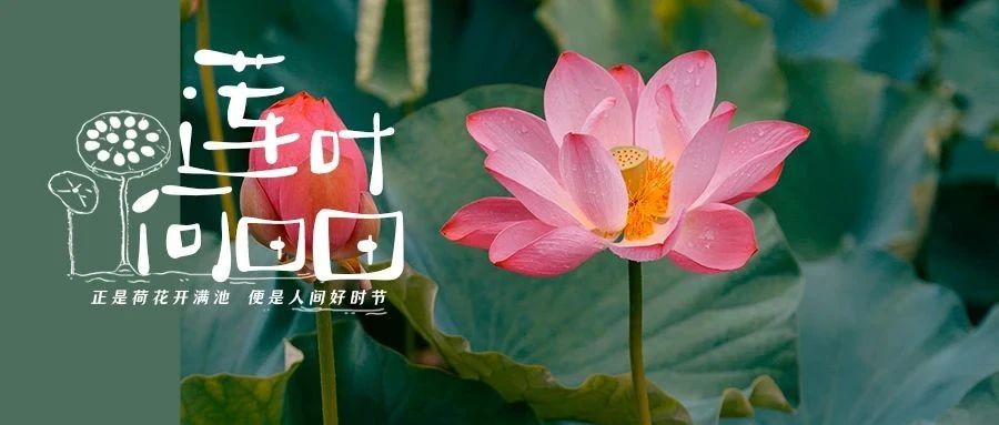 温江的荷花“拍了拍”你！进来清凉一夏吧~