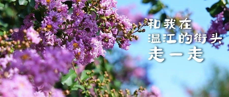 在温江街头走一走②| 漫步温江，邂逅一片紫薇花海~