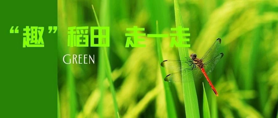 在温江街头走一走④| “趣”稻田，和林稻海可以这样玩→