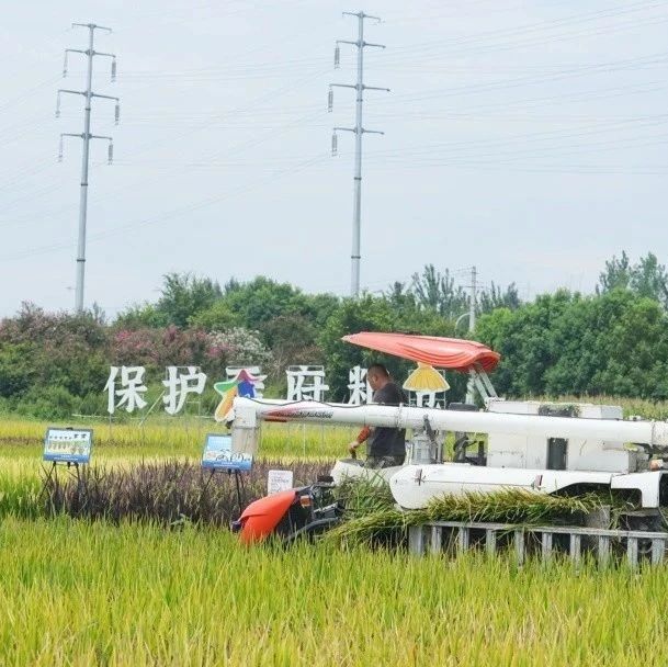 开镰啦！全区水稻迎来收获期→