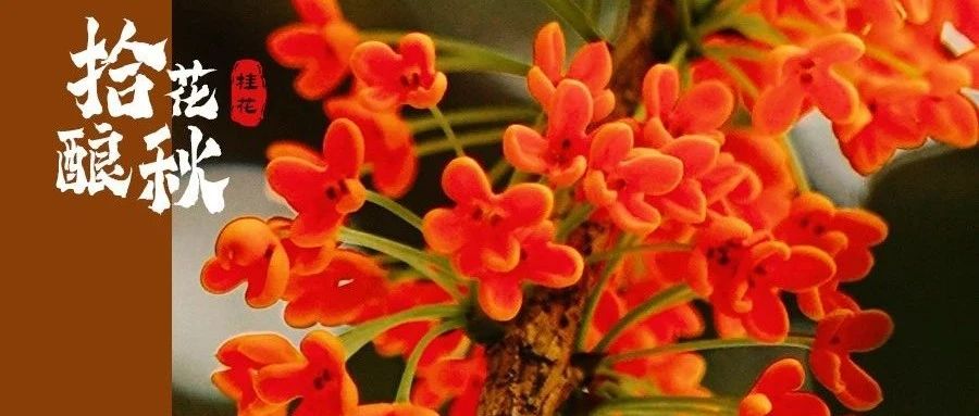 桂花开！又到pong香的季节啦~