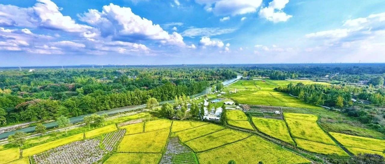 今日秋分，我在温江看“丰”景！