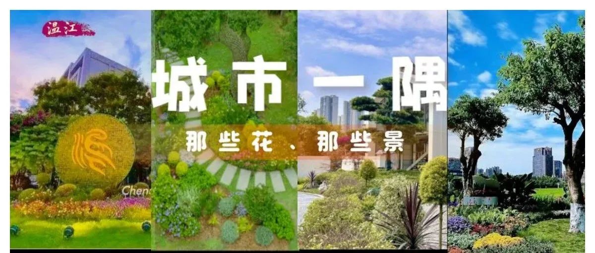 在温江街头走一走⑩| 邂逅城市一隅的那些花和景~