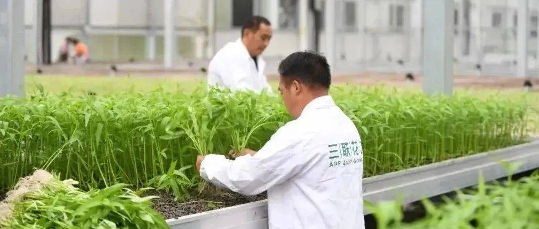 科技赋能！温江这里能实现藤藤菜自由