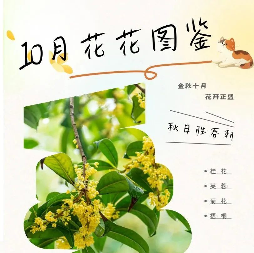 秋日胜春朝！温江10月花花图鉴→