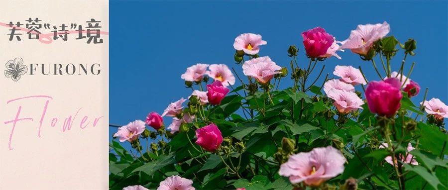 芙蓉花开正芬芳！去温江街头收获属于你的芙蓉“诗”境~