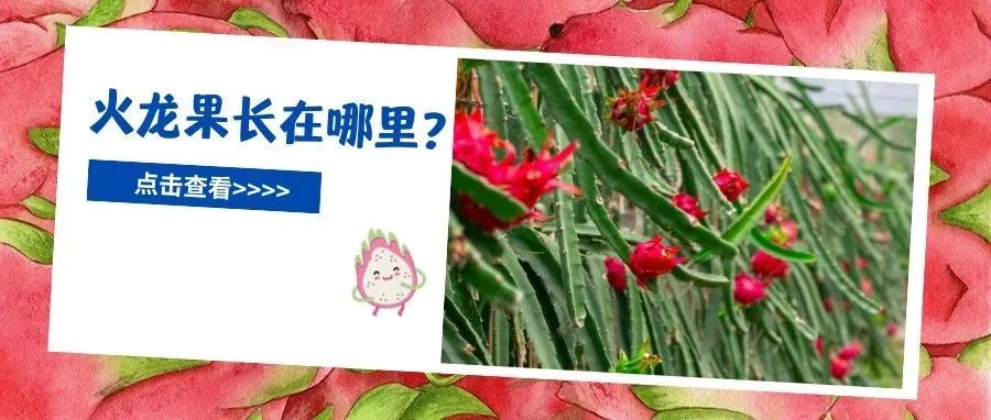 约一个呗～温江这个果园摘火龙果啦→