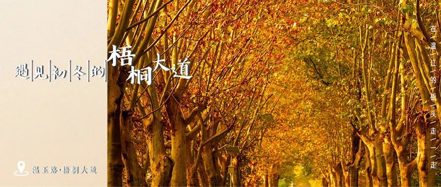 出圈！来温江看“美拉德”在最美梧桐大道蔓延～