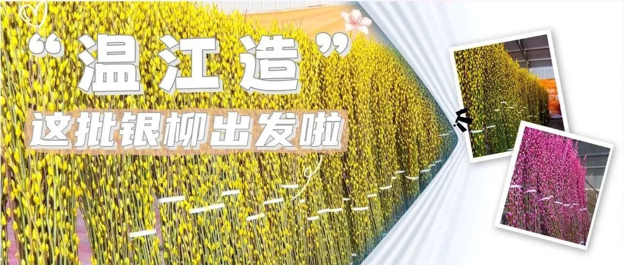 90万支！首批出口东南亚市场的“温江造”银柳启程