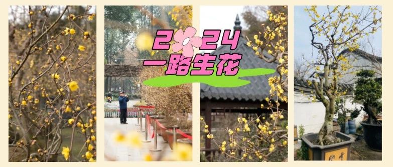 腊梅花开！新的一年来温江寻香