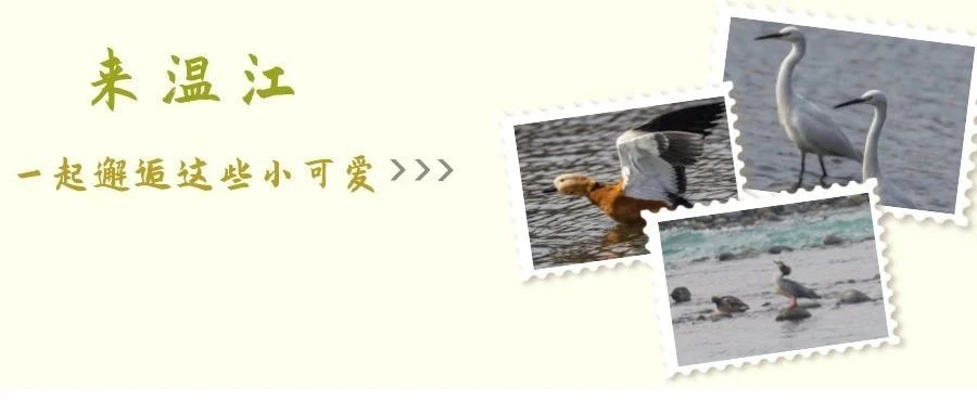 在温江，邂逅珍稀鸟类成为日常→