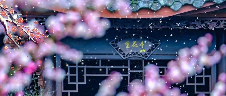 温江人接住！这泼天的毛毛雪和红梅都来了