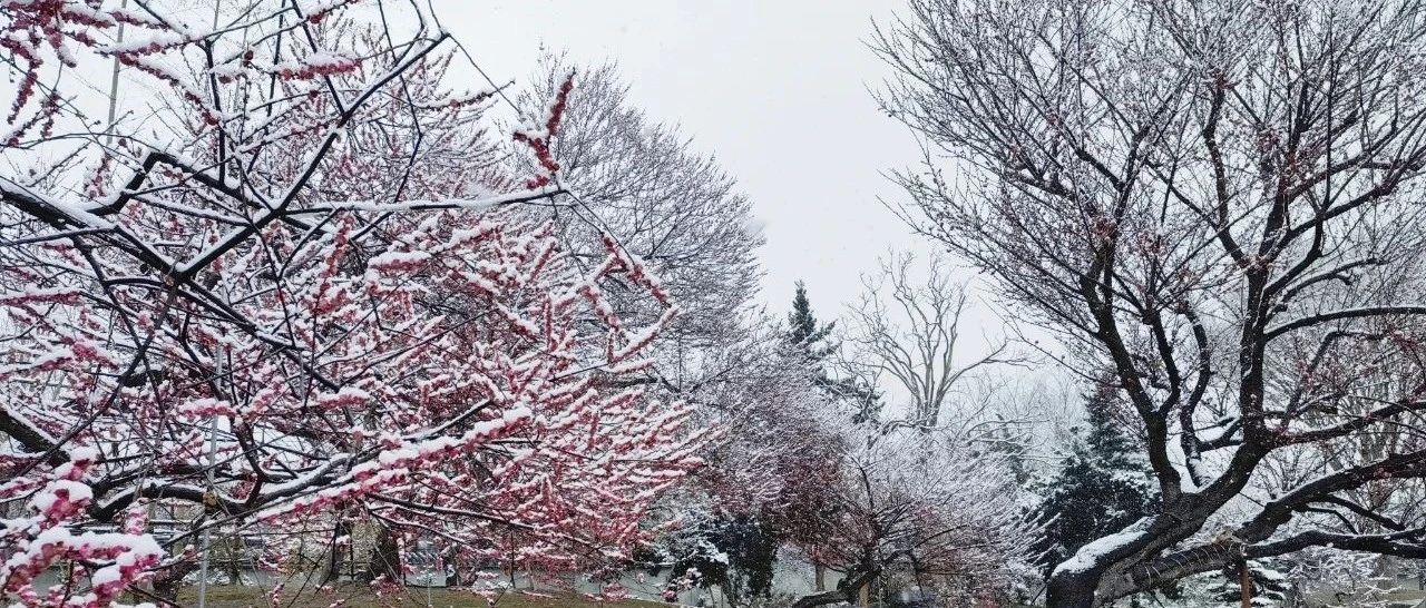 温江雪景大集合！还会下多久？这些安全提示收好→