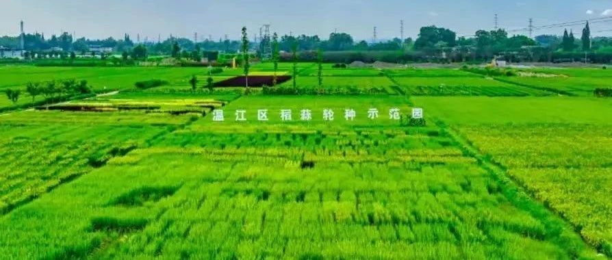 央视《乡村大舞台》今晚首播！告诉你能喝的“温江大蒜”究竟是啥味道→