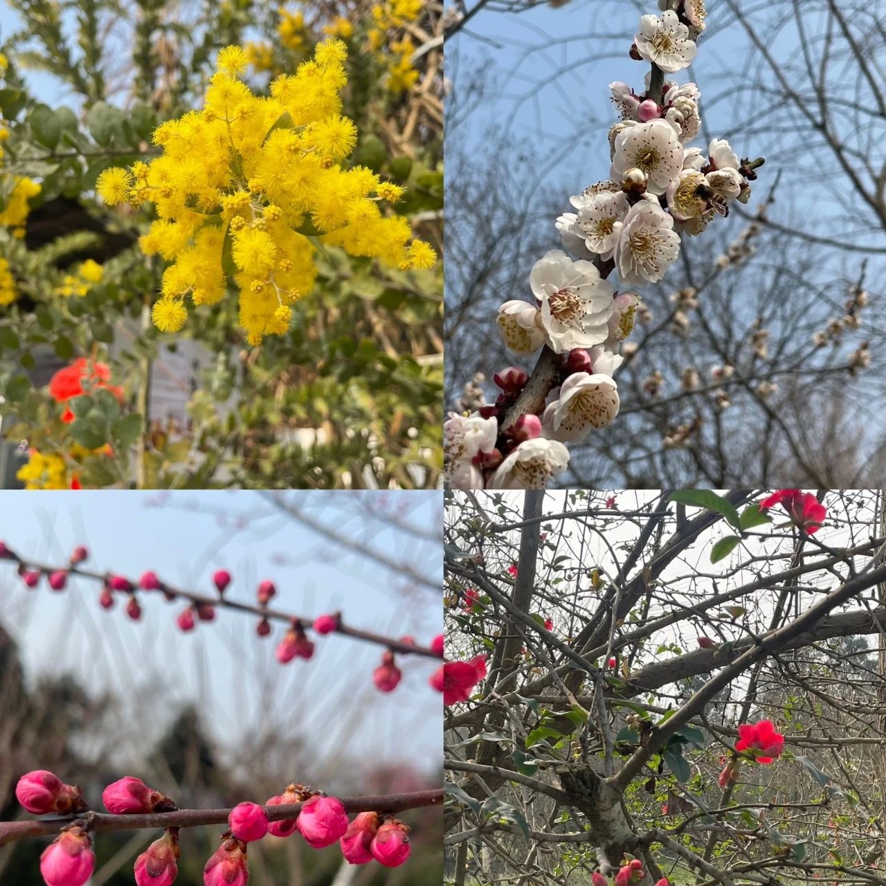 天气晴好，鲁家滩踏青赏花正当时！