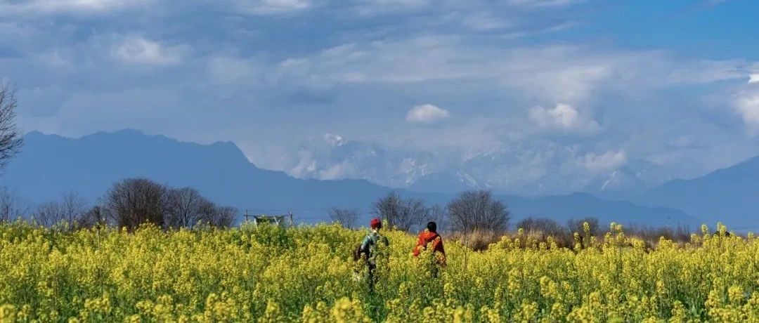 雪山+油菜花，限定美景温江这里可看→