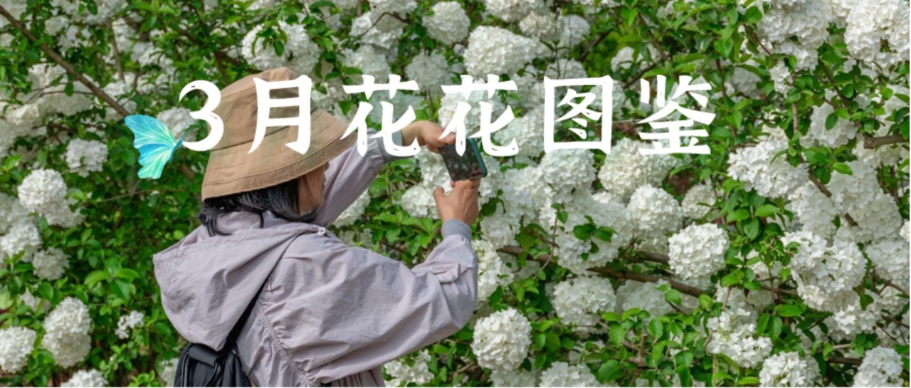 三月的温江人，都忙着做这件事→