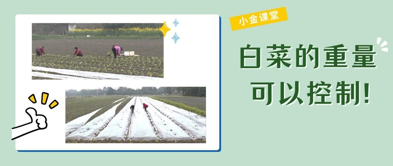 一手新鲜！温江这个基地每年出口白菜1500吨