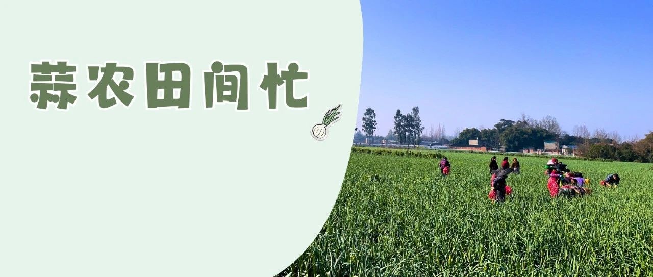 鲜！温江第一批蒜薹上市啦