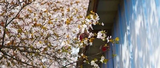 第一，我不是樱花！第二，我不叫桃花~我是→