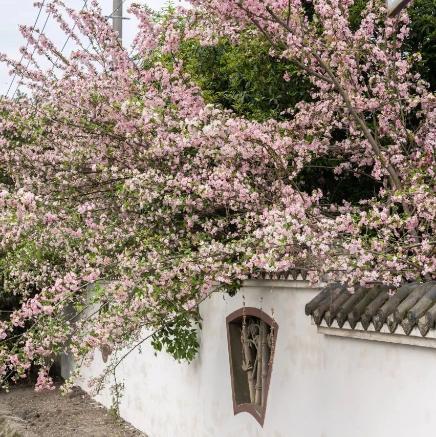 坐着公交去赏花！温江开行4条赏花公交专线 →
