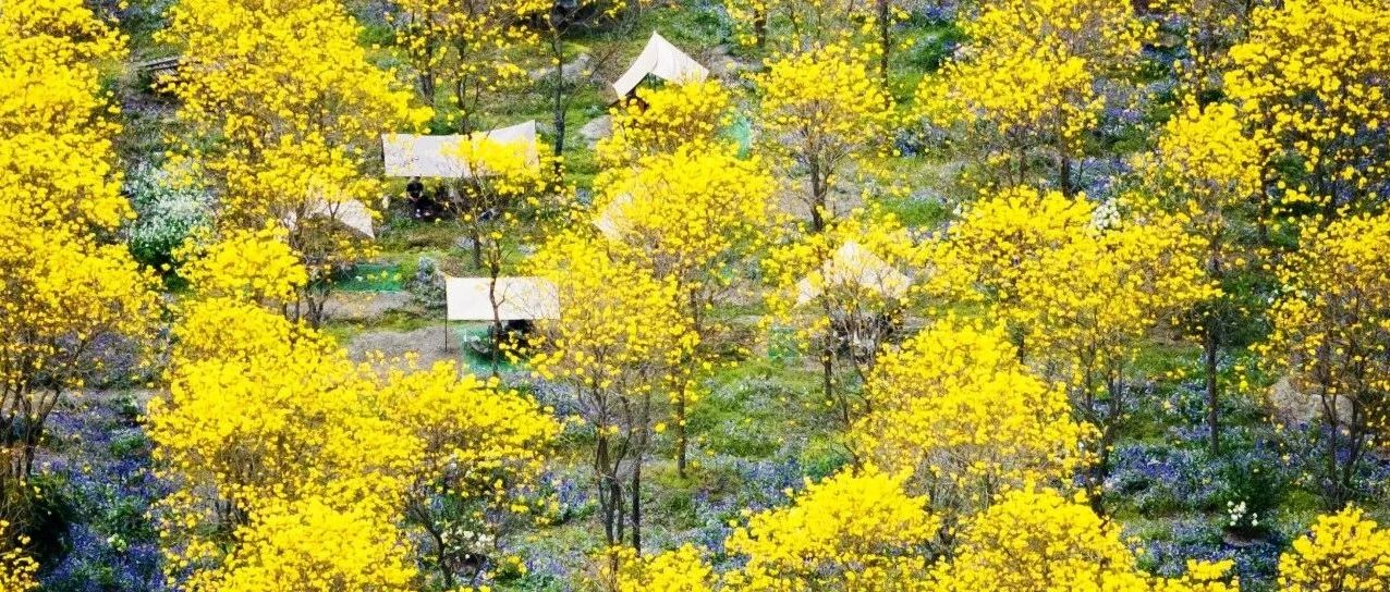 温江最“金”艳的时候来了！花期只有十几天，速来→