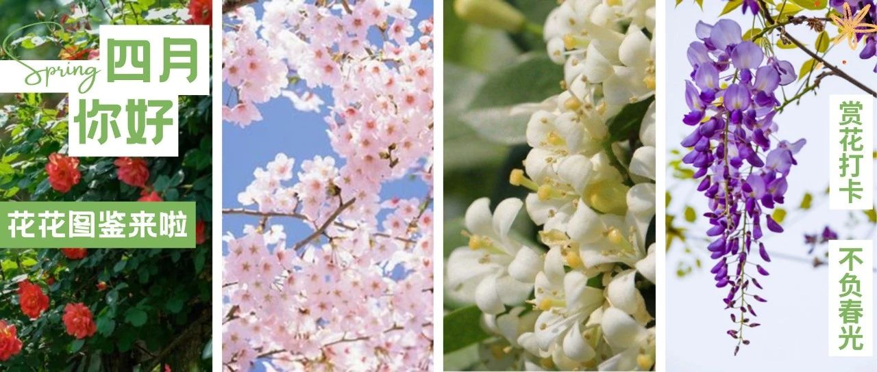 最美四月天！温江花花图鉴来了→