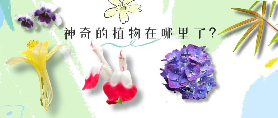逛世园 游温江，快来看这些“花花之最”→