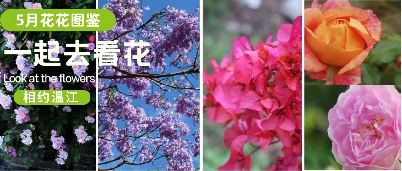 夏浅胜春！温江5月花花图鉴上新→