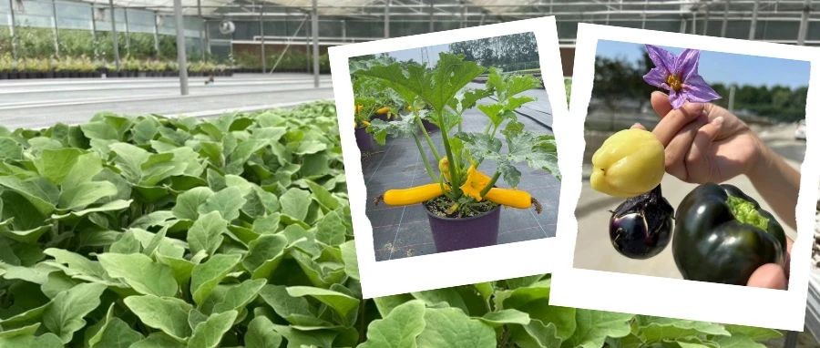 可观赏可食用，温江这家企业借势世园会销售果蔬植物2万多盆→