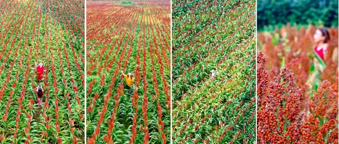 🧡藏不住了！温江这片绝美高粱地，超出片~（文末有福利）