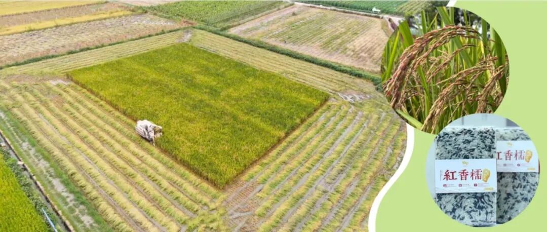 🤩川农牛红香糯丰收啦~