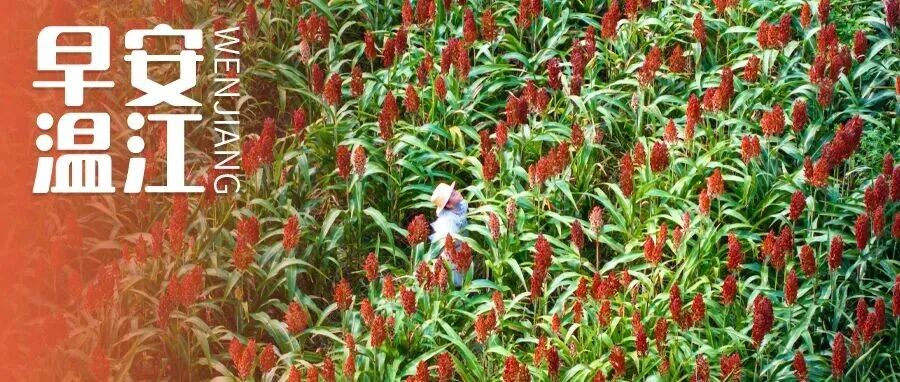 早安温江 | 今天10点，3000万成都消费券来了→