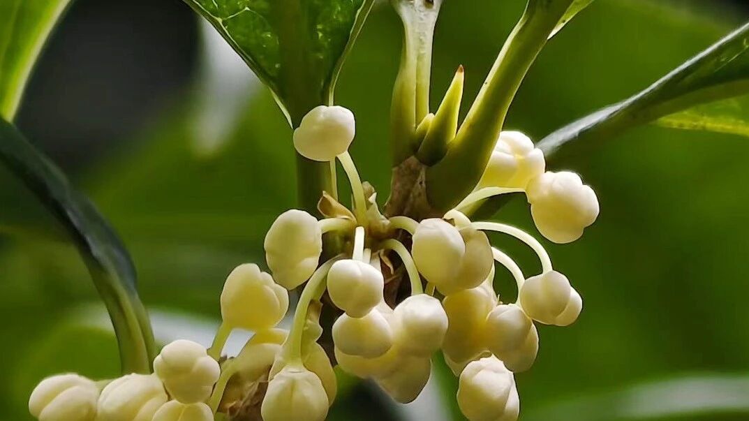 温江的桂花，醒来“上班”了!