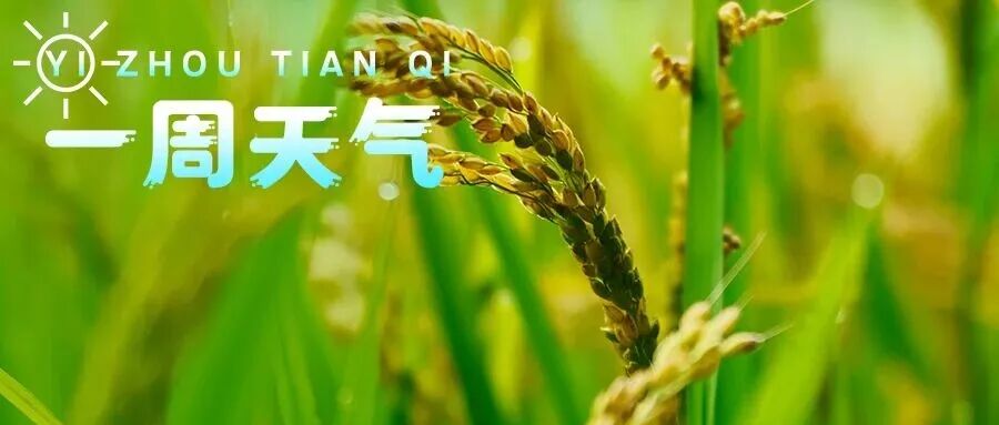 【一周天气】多分散阵雨，出门别忘了带伞