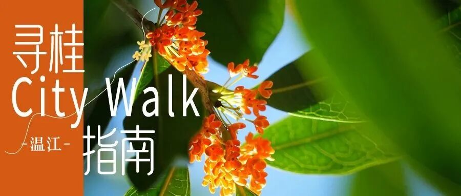 温江人要显“桂”:闻桂花基础，打包花香就不基础！