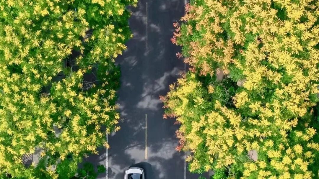 散步吗？一起去温江“顶流树”下接好运
