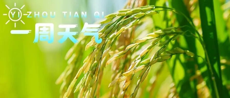 【一周天气】出门记得带伞！早晚多分散阵雨