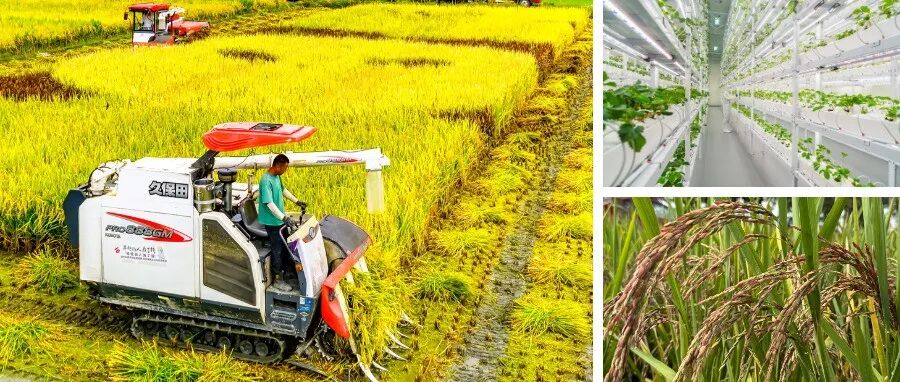 丰收！在希望的田野上~